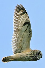Short-eared Owl
